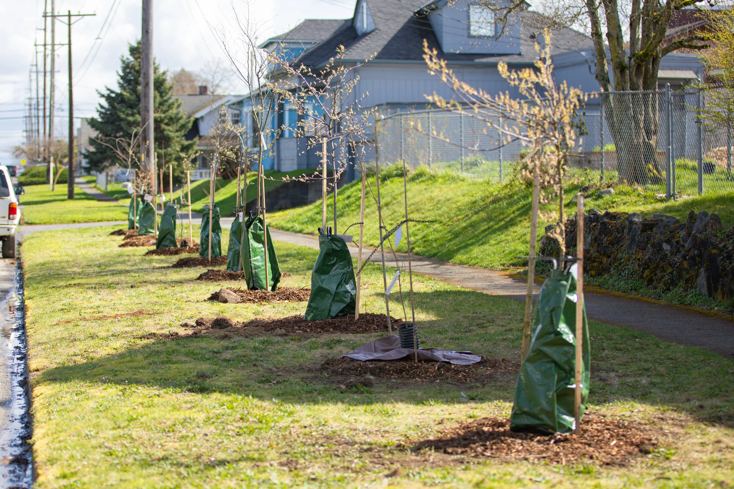 Green Blocks: Hilltop — Tacoma Tree Foundation